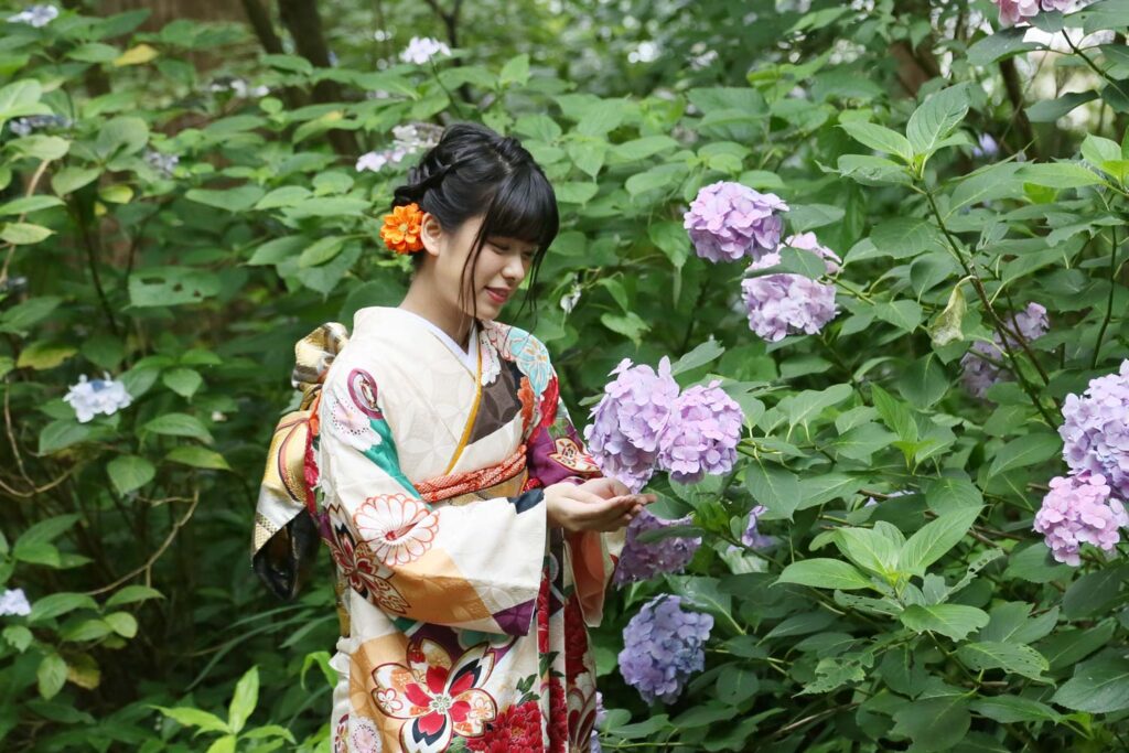 鎌倉の紫陽花と振袖