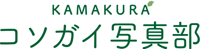 鎌倉コソガイ写真部test